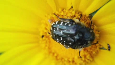 Top View of Beetle Feeding on Bright Yellow Wildflower Macro Vídeos de archivo 332997622