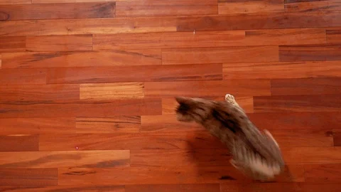 Top view of Bengal cat chasing laser beam on the floor Видео 109301136