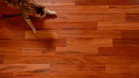 Top view of Bengal cat chasing laser beam on the floor in slow motion Stock Footage 109426651