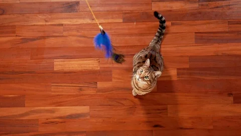 Top view of Bengal cat playing with feather cat toy Vidéo 109307458