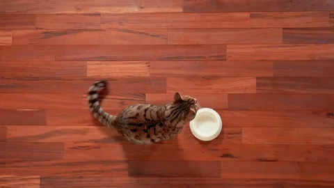 Top view of Bengal cat sitting near empty food bowl waiting for food Vídeo Stock 109245936