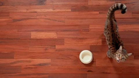 Top view of Bengal cat walking around empty food bowl waiting for food Stock Footage 109245085