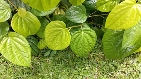 Top view betel leaf with grass background Stock Footage 328785534