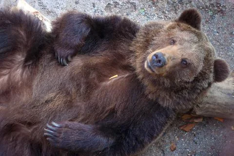 Top view to the big brown bear who wallowing on the back. Foto stock