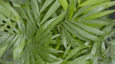 Top view big close-up turntable shot of trembling parlour palm Stock Footage 233992910