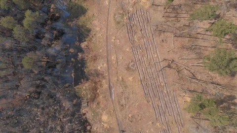 Top view of big deforestated area Stock Footage 93185865