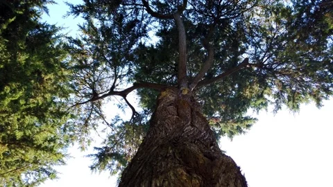Top view of big pine trees in a forest Stock Footage 154406958