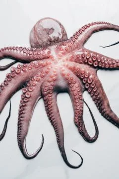Top view big uncooked octopus Stock Photos