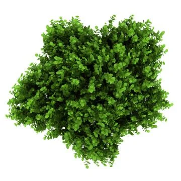 Top view of bigleaf hydrangea bush isolated on white background Illustrazione stock