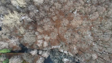 Top view of the birch grove. 動画素材 119729718