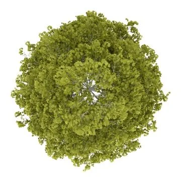 Top view of birch tree isolated on white background Illustrazione stock