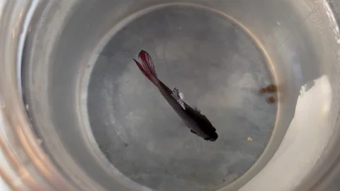 Top View of a Black and Red Betta Fish Swimming Gracefully in a White Container 库存影片 340989961