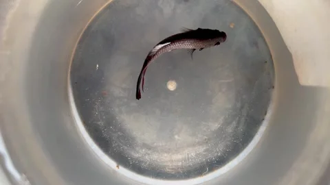 Top View of a Black and Red Betta Fish Swimming Gracefully in a White Container 库存影片 340990019
