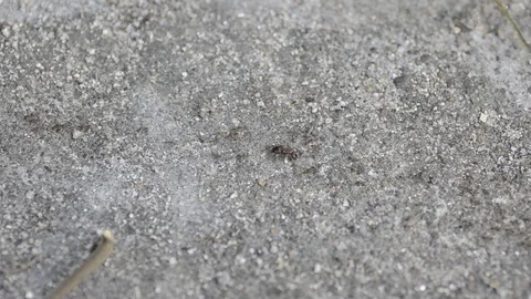 Top view black ants walking on the floor. 스톡 동영상 86341947
