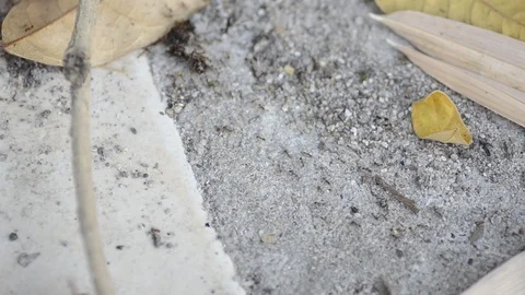 Top view black ants walking on the floor. Stock Footage 86341957