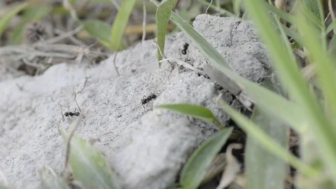 Top view black ants walking on the floor. Stock Footage 86341959