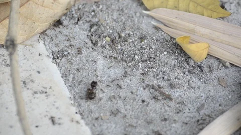 Top view black ants walking on the floor. Stock Footage 86341960