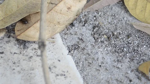 Top view black ants walking on the floor. Stock Footage 86341983