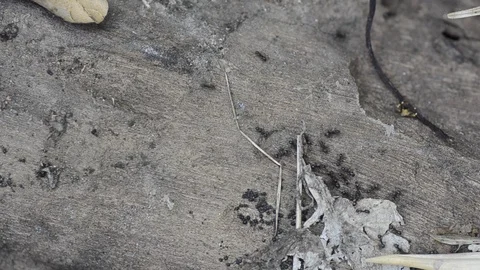 Top view black ants walking on the floor. Stock Footage 86342102