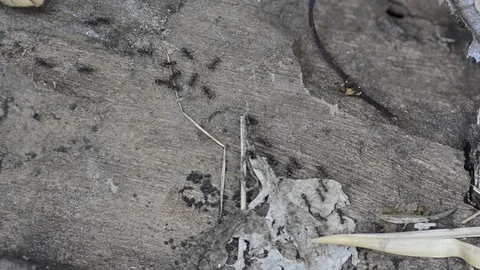 Top view black ants walking on the floor. Stock Footage 86342105