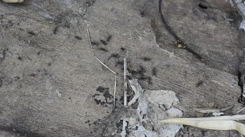 Top view black ants walking on the floor. Stock-Footage 86342110