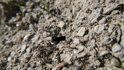 Top View of black ants working on ground nest,animal insect wildlife,documentary 스톡 동영상 142992843