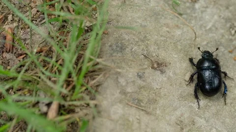 Top view of a black beetle walking on a gray stone in close-up Stock Footage 132896878