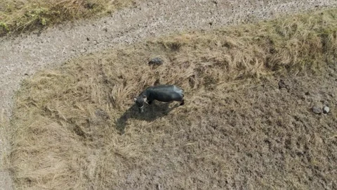 Top view of black buffalo in dry agriculture field. Stock Footage 257753943