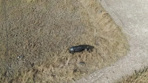 Top view of black buffalo in dry agriculture field. Stock Footage 257753979