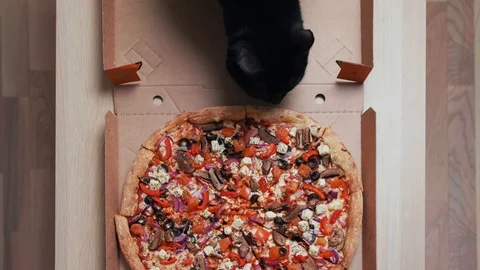 Top view of a black cat looking into a pizza box with interest. Sniffing a pizza Stock Footage 124607211