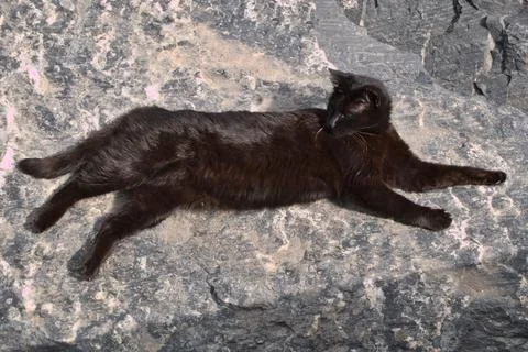 Top view of a black cat lying on a big rock. Stock Photos
