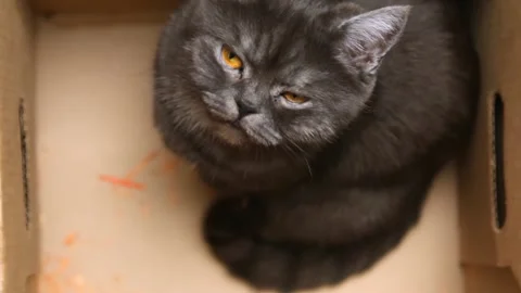 Top view of a black cat sitting in a box. Stock Footage 149185572