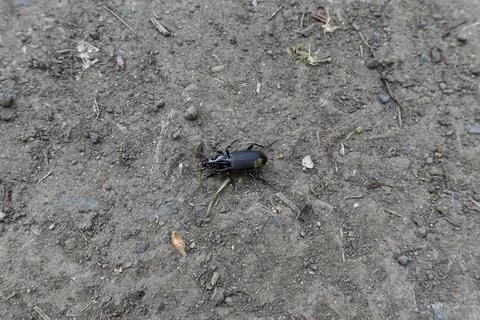Top view of a black ground beetle crawling on dry textured soil Stock Photos
