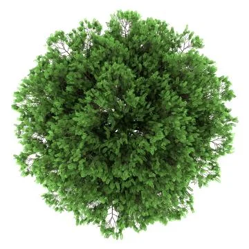 Top view of black locust tree isolated on white background Stock Illustration