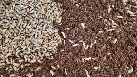 Top view black soldier fly larvae in coconut coir. Vídeo Stock 294789961