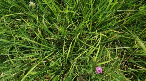 Top view blades of grass Stock Footage 25810540