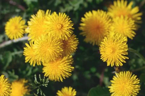 Top view of bloom dandelions Stock Photos