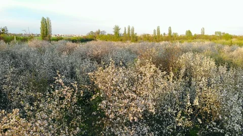 Top view of blooming apple garden on sunny day Stock Footage 108725643