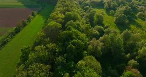 Top View of Blooming Dense Forest Stock Footage 274912537