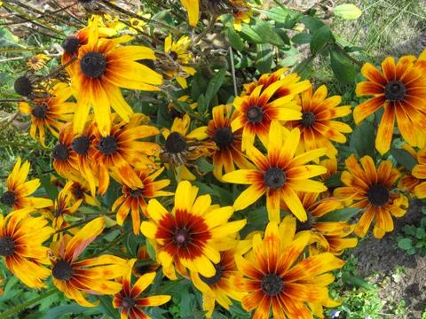 Top view of blooming helenium flowers against a background of green leaves. Stock Photos
