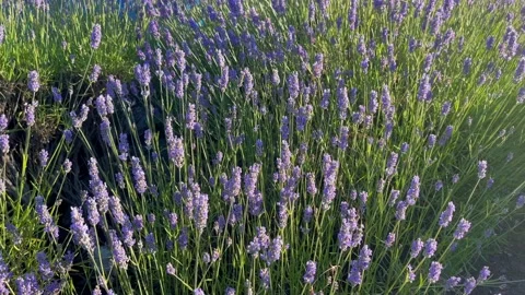 Top view of blooming lavender bushes in sunlight Stock Footage 207691501