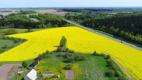 Top view of a blooming rapeseed field, fields and forests, cars passing by on th Stock Footage 88237525