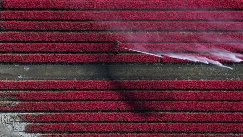 Top view of blooming red tulips with irrigation sprinkler in Europe Stock Footage 335147586