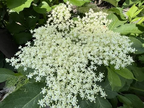 Top view of blooming white elderberry flowers Fotos de archivo
