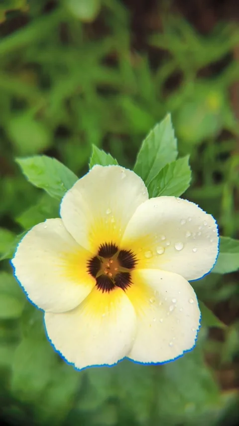 Top view of blooming white Turnera Subulata flowers with honey bees busy co.. Stock Footage 338314446