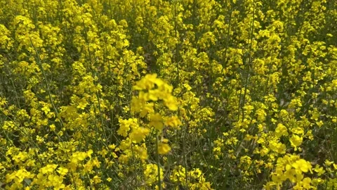 Top view of blooming yellow rapeseed flowers Stock Footage 242043916