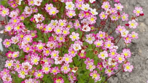 Top view of the blossoming flowers Stock Footage 154331414