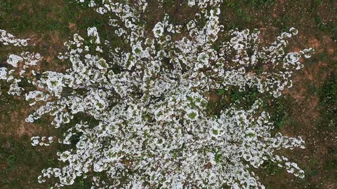 Top view of a blossoming plum tree. Video stock 128397491