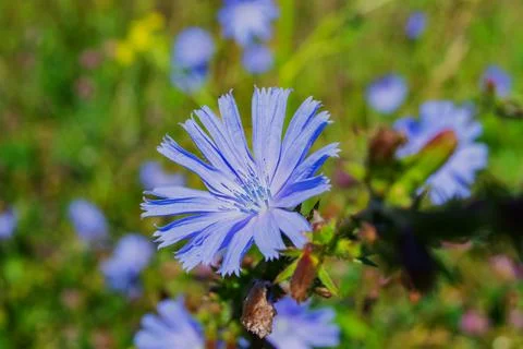 Top view of blue cornflowers on a background of green leaves. Blue cornflower Stock Photos