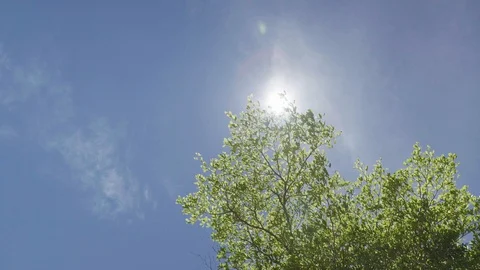 Top view blue sky and tree against strong wind and flare Sun light Stock Footage 129306632